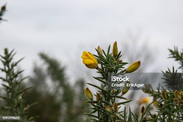 Foto de Flores De Carqueja Em Flor e mais fotos de stock de Amarelo - Amarelo, Ambiente vegetal, Angiospermae