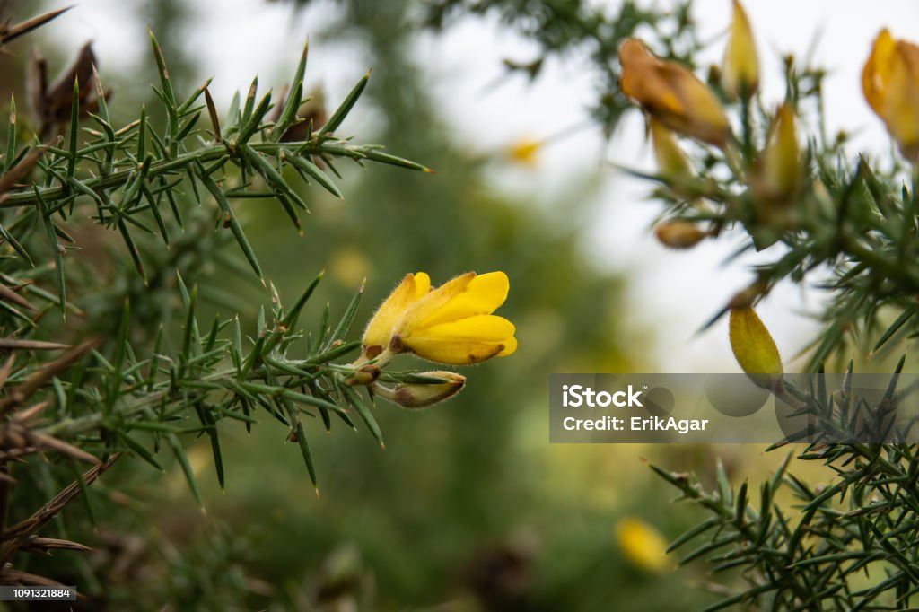 Flores de carqueja em flor - Foto de stock de Amarelo royalty-free