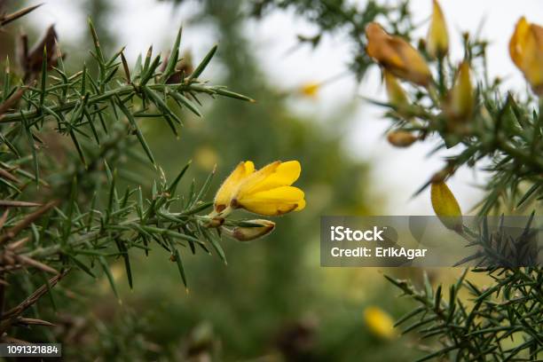 Foto de Flores De Carqueja Em Flor e mais fotos de stock de Amarelo - Amarelo, Ambiente vegetal, Angiospermae
