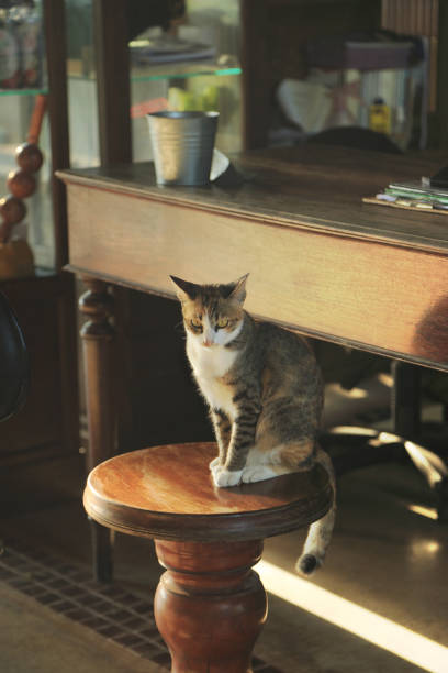 istock The cat sit on wooden stool stare at the camera. 1091332884