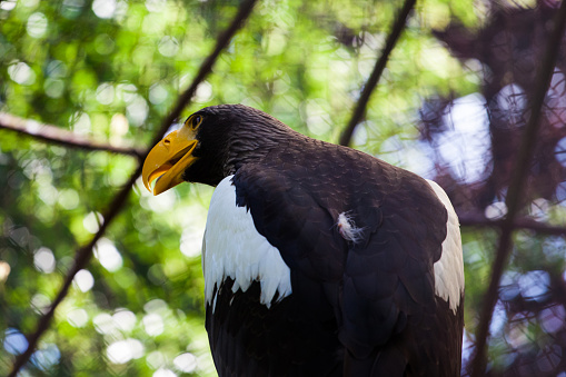 beautiful eagle with a yellow bright beak close-up