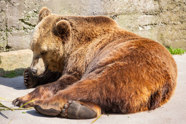 istock a big brown bear lies and basks in the sun 1091333756