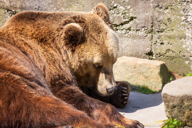 istock a big brown bear lies and basks in the sun 1091333758