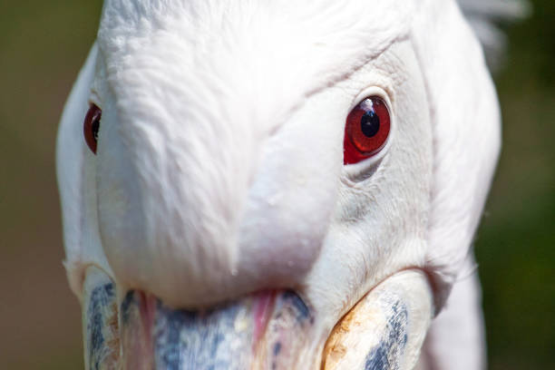 white pelican head with red eyes