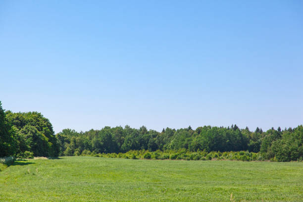 istock green meadow and forest under the blue sky 1091333854