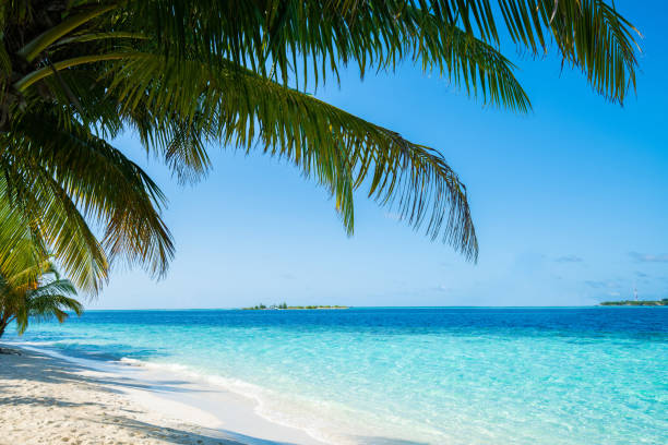 istock Wave of tropical sea beach on white sand with coconut leaf edge frame. 1091335742
