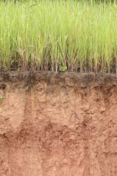 istock Cross section of grass and soil profile. 1091340012