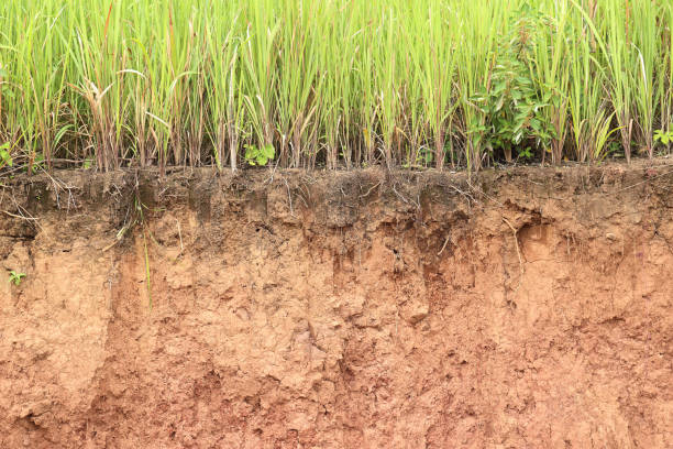 istock Cross section of grass and soil profile. 1091340588