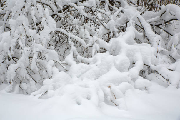 istock Winter forest in the snow, snow-covered trees. Beautiful nature 1091341564