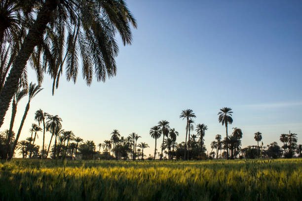 エジプトの田舎 - fayoum ストックフォトと画像