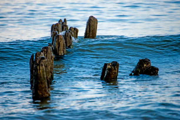 old groin in the Baltic Sea old groin in the Baltic Sea algue stock pictures, royalty-free photos & images