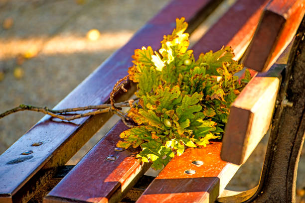 park bench in autumnal sun with oak branch
