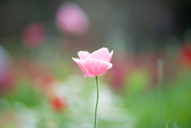 Beautiful opium poppy