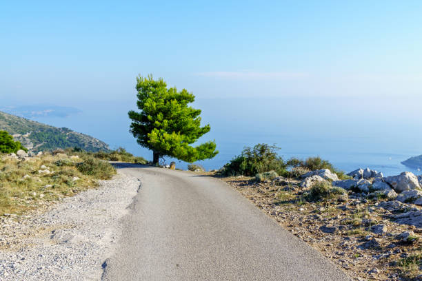 istock Lone tree above Croatian coastline 1091354730
