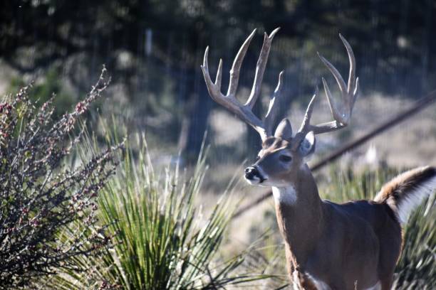 istock Big White Tail Buck Deer Portrait 1091355814