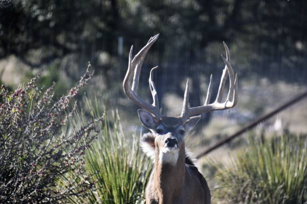 istock Big White Tail Buck Deer Portrait 1091355860