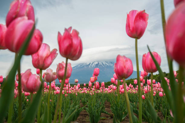 富士山とチューリップ フィールド上に雲の異常な形態。