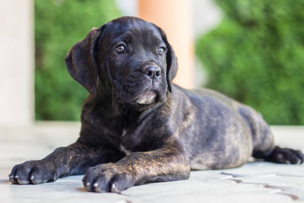 istock Happy puppy portrait 1091359702