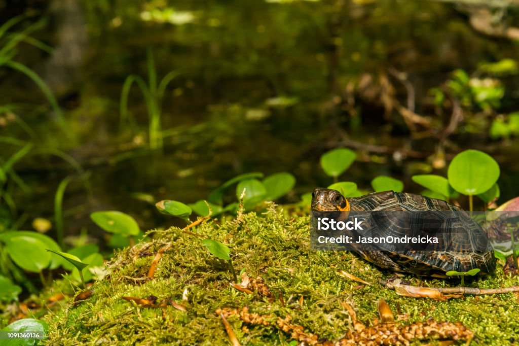 Bog Turtle (Glyptemys muhlenbergii) A close up of a Bog Turtle in New England Turtle Stock Photo