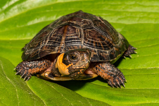 bog turtle (glyptemys muhlenbergii) - bog imagens e fotografias de stock