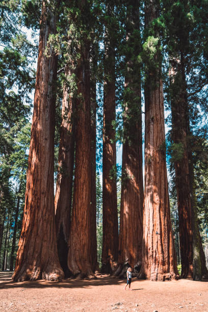 istock “Learn character from trees, values from roots, and change from leaves.” - Sequoia national park 1091364812