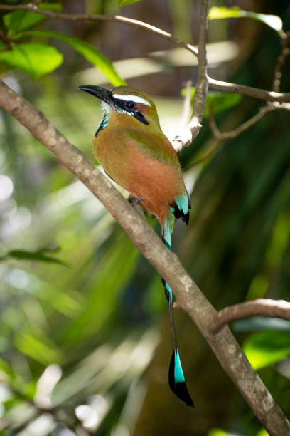 istock Exotic toh bird on a branch 1091365506