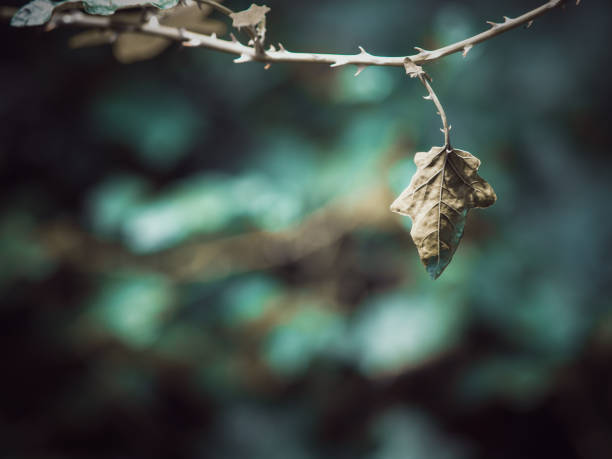 istock Beautiful nature, Dry leaf of autumn on blurred background under sunlight, with copy space texture or backdrop and using as a wallpaper - Image, cinematic tone 1091365908