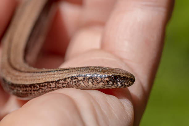 istock Close up of a slow worm or copper snake 1091368338
