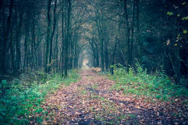 Path through a forest in Germany Picture shows an path through a forest in Germany halle north rhine westphalia stock pictures, royalty-free photos & images