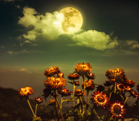 Beautiful night landscape of sky with full moon behind clouds above dry straw flowers. Serenity nature background.  Vintage effect tone. The moon taken with my own camera.