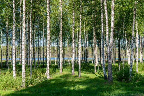 istock Grove of birch trees in summer sunlight 1091369754