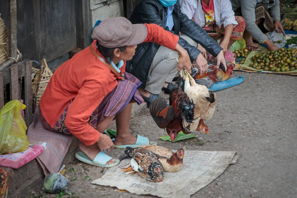 Morning market, Luang Prabang, Laos - December 11, 2018: Market vendor selling live chicken at the morning market in a street in Luang Prabang, the former capital of Laos