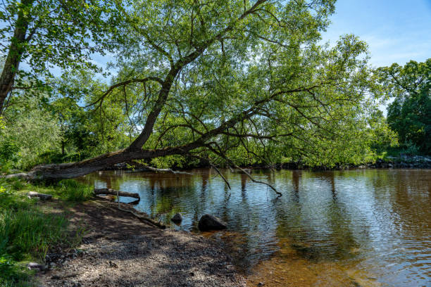 Scenic view of a small river in Sweden. Beautiful summer weather with blue sky, lush green trees and sunshine. A large growing tree hanging out over the water.