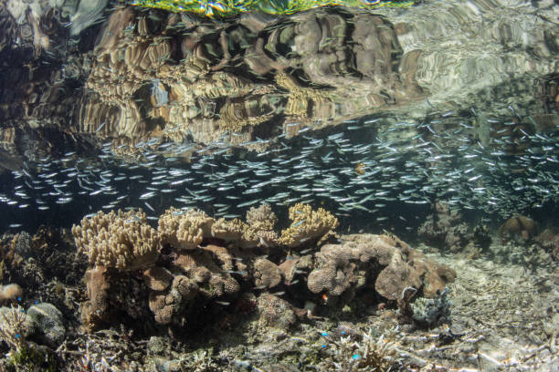 istock School of Silversides in Shallow Water 1091373614