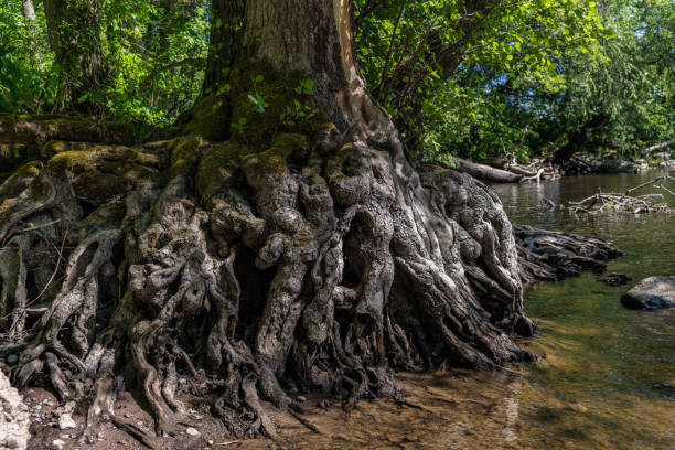 istock Tree by the water with strange roots 1091374216