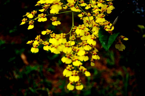 Beautiful yellow Oncidium orchid Beautiful yellow Oncidium orchid, photographed in Joinville, Santa Catarina, Brazil on 01/03/2019. oncidium orchids stock pictures, royalty-free photos & images