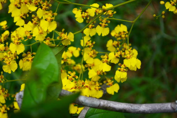 Beautiful yellow Oncidium orchid Beautiful yellow Oncidium orchid, photographed in Joinville, Santa Catarina, Brazil on 01/03/2019. oncidium orchids stock pictures, royalty-free photos & images
