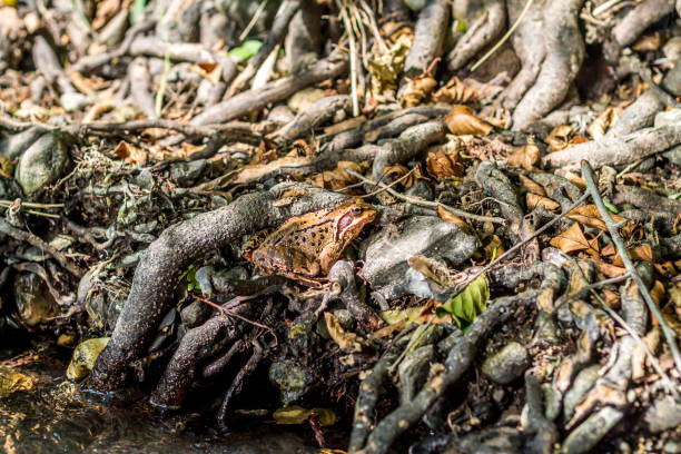 Yellow frog hiding and blending in with the ground
