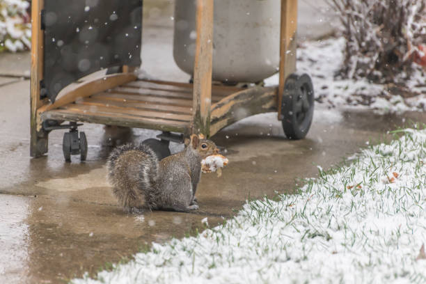 istock Squirrel eating a piece of bread in winter time 1091378208