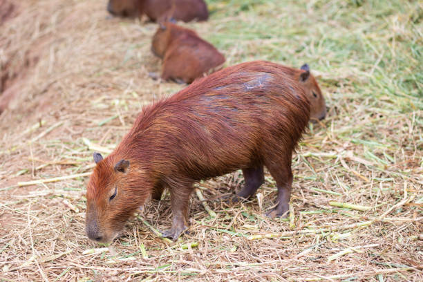 istock Big rat eating dry grass in Thailand zoo 1091378524
