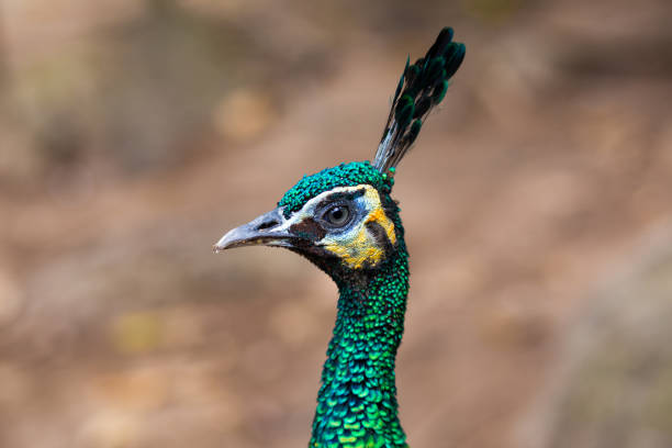 A brown female peacock (Pavo cristatus) moves gracefully across a lush grassy patch, its brilliant blue and green neck feathers catching the light with every step.