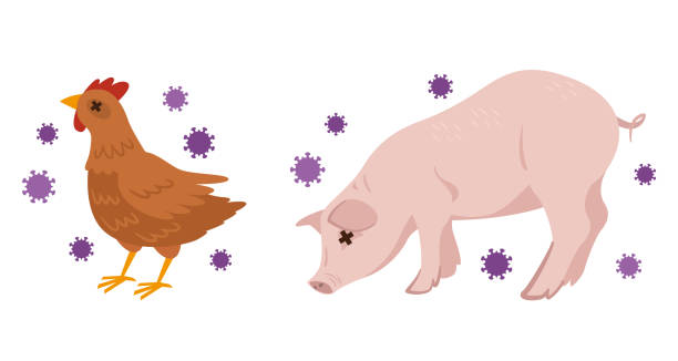 illustration von vogelgrippe und schweinegrippe - swine flu stock-grafiken, -clipart, -cartoons und -symbole