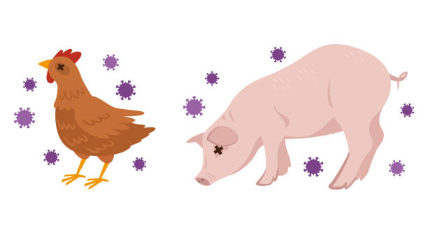 ilustrações, clipart, desenhos animados e ícones de ilustração da gripe aviária e a gripe suína - pig swine flu flu virus cold and flu