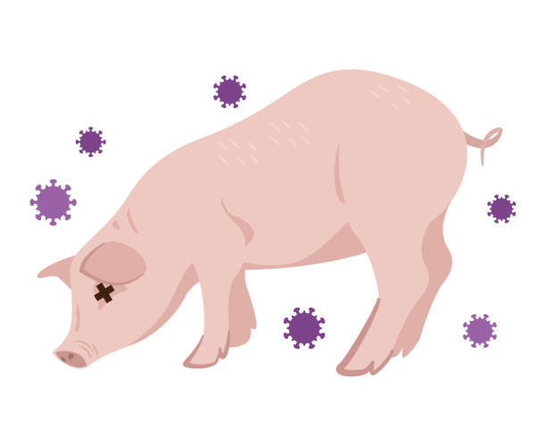 illustrazioni stock, clip art, cartoni animati e icone di tendenza di illustrazione dell'influenza suina - swine flu immagine