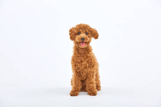 toypoodle - pudel stock-fotos und bilder