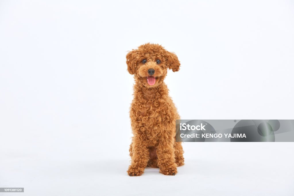 Toypoodle dog.poodle.Pretty Poodle Stock Photo