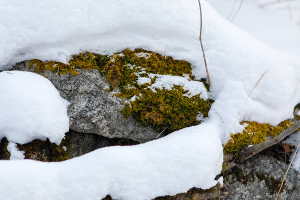 istock in the Ural mountains, in the forest, stone, moss, snow. 1091383888