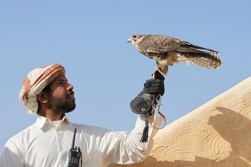 Man in traditional dress with his pet falcon, classic relation between Arabs and the falcons as they use it for hunting and show