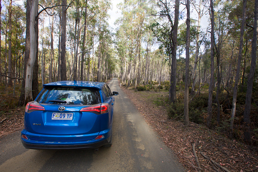 Tasmania - Australia / driving SUV car through the woods during weekend road trip.