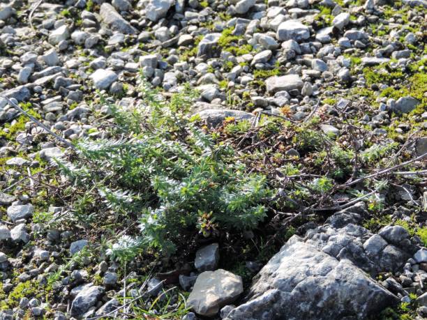 istock Stone growth in gravel 1091385874